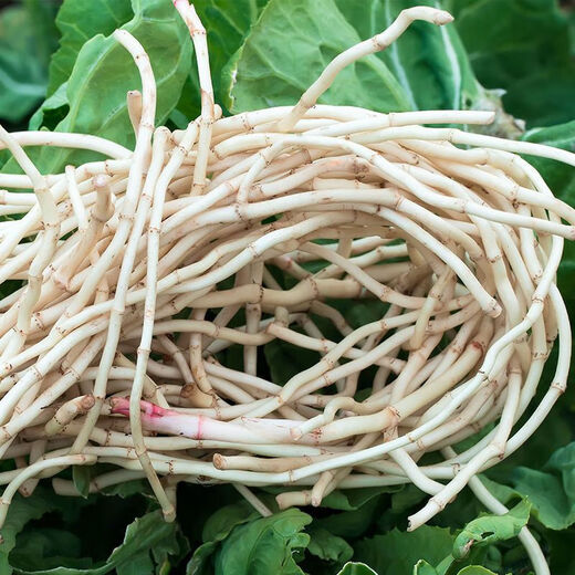 Fresh Houttuynia cordata, farm-grown and dug pig nostril root, local specialty vegetables mixed with coriander, ready to eat 2Jin Jin is equal to 0.5kg, freshly dug