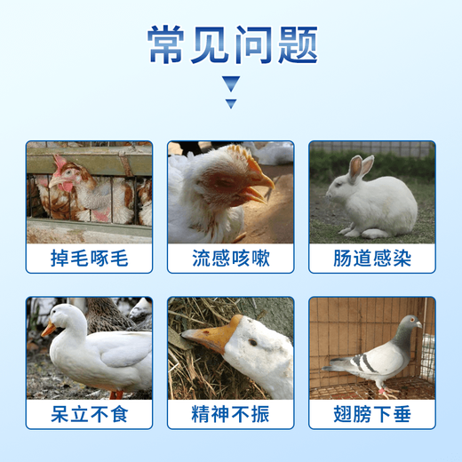 Chicken medicine is a special medicine for raising chickens and can cure all diseases. Chicken asthma and poultry life-saving medicine. One tablet can prevent severe cases of live chickens, ducks and geese from dying. Five bottles. Prevent and treat 99 diseases of chickens, ducks and geese.