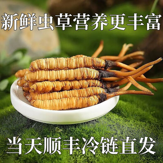 Fresh Cordyceps sinensis in the first period 2025 first stubble fine fresh Cordyceps is now dug. SF Express cold chain shipped for self-use on the same day. Tibet Nagqu fresh grass is 0.5-0.6 grams each. 20 pieces of 20 pieces