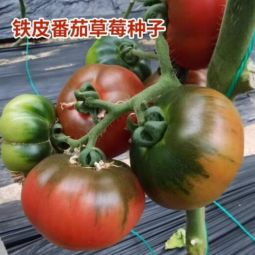 Local large tomato seeds, high yield, super sweet, large red fruit, large tomato seeds, high temperature vegetable melon and fruit seeds, strawberry tin tomatoes, about 400 capsules 1 pack