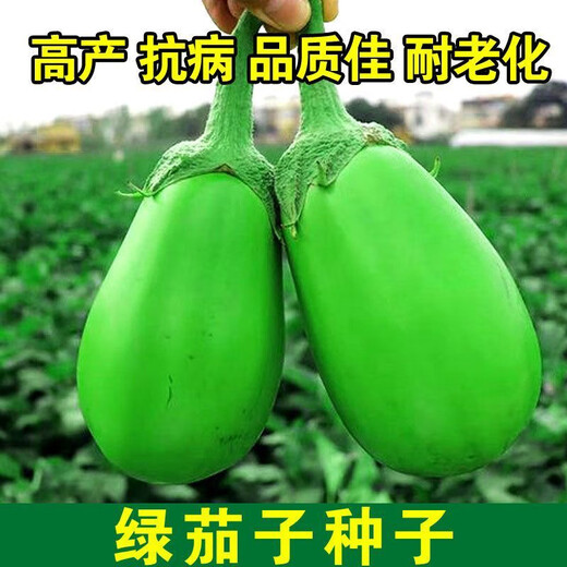 Shop Green Canned Eggplant Seeds Four Seasons Vegetables Green Eggplant Green Skin Cold-resistant Spring and Autumn Vegetables Green Round Eggplant Seeds Selected New Seeds 1 Pack of Approximately 188 Seeds Easy to Plant