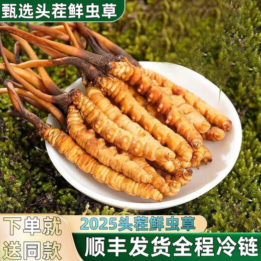 2025 frischer Cordyceps Kopfperiode Authentische frische Cordyceps -Auswahl an frischem Gras und Gras SF Express Kaltkette Produktion Direktes Haar. Jeder tibetische frische Cordyceps ist 1,6-1,8 Gramm und 10 Stücke 10 Stücke
