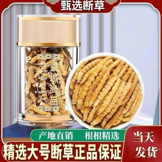 Cordyceps Cordyceps Genuine Cordyceps Cordyceps Cordyceps Cordyceps Cordyceps Cordyceps Cordyceps Cordyceps Cordyceps Cordyceps Cordyceps Cordyceps Cordyceps Cordyceps Cordyceps Cordyceps Cordyceps Cordyceps Cordyceps Cordyceps Cordyceps Cordyceps Cordyceps Cordyceps Cordyceps Cordyceps Cordyceps Cordyceps Cordyceps Cordyceps Cordyceps Cordyceps Cordyceps Cordyceps Cordyceps Cordyceps Cordyceps Cordyceps Cordyceps