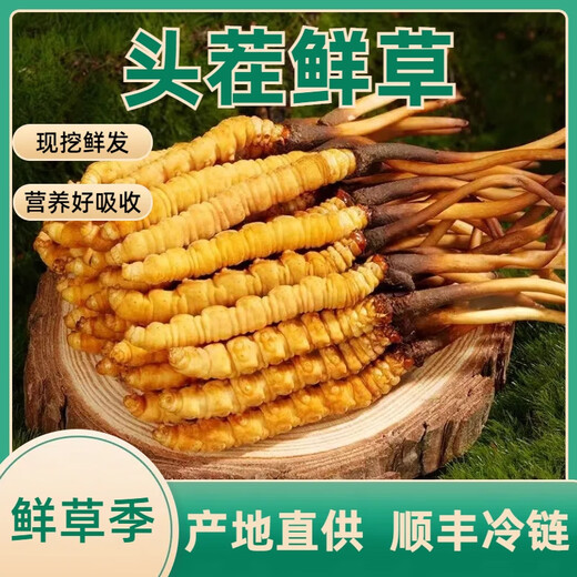2025年头期鲜草新鲜冬虫夏草正品鲜虫草天然鲜虫草营养滋补送礼 西藏鲜草0.5-0.6克/条 20条送1条 冬虫夏草  顺丰发货