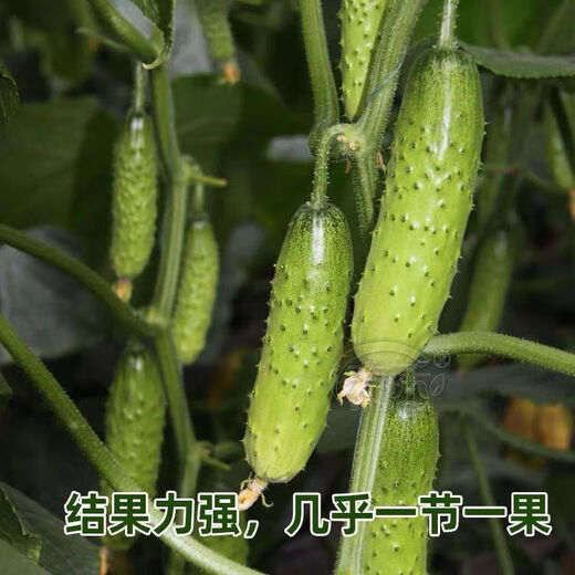 New varieties of fruit cucumbers are on the market for raw consumption. Four-season fruit seeds and vegetable seeds are new varieties for balcony planting. New varieties of crisp and sweet fruit cucumber seeds are about 50 capsules per pack.
