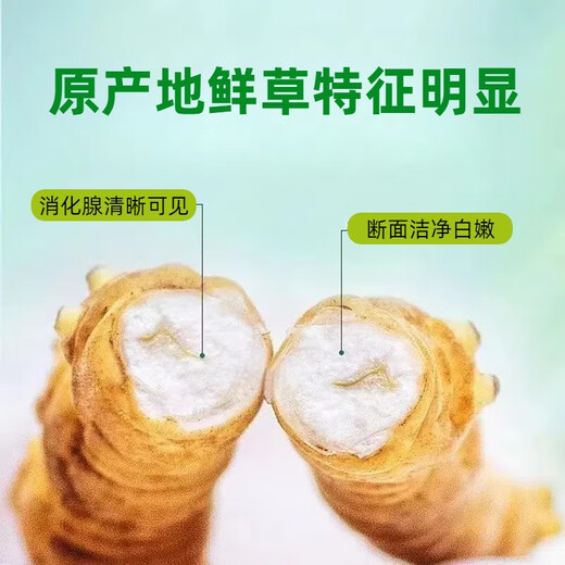 2025年头期鲜草新鲜冬虫夏草正品鲜虫草天然鲜虫草营养滋补送礼 西藏鲜草0.5-0.6克/条 20条送1条 冬虫夏草  顺丰发货