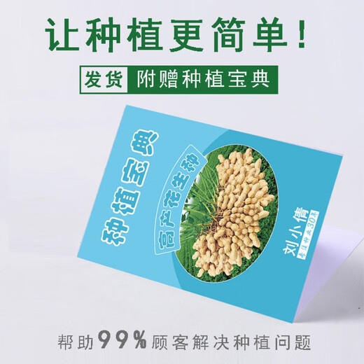 Super peanut seed original species Academy of Agricultural Sciences early-maturing shelled peanut seeds disease-resistant national Keluhua No. 8 seeds 500 grams One Jin Jin is equal to 0.5 kilograms