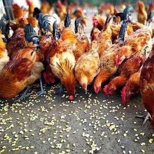 Dried corn kernels for feeding chickens, ducks, geese, pigeons, food, feed, wine, making nests, fishing bait, farmhouse corn kernels, yellow corn 10Jin Jin is equal to 0.5 kilograms of corn kernels