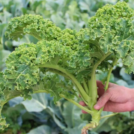 Kale seeds, cold-resistant edible olives on the balcony, easy to grow potted vegetable seeds in the field, kale seeds, a good choice for new species, 1 pack of about 200 capsules