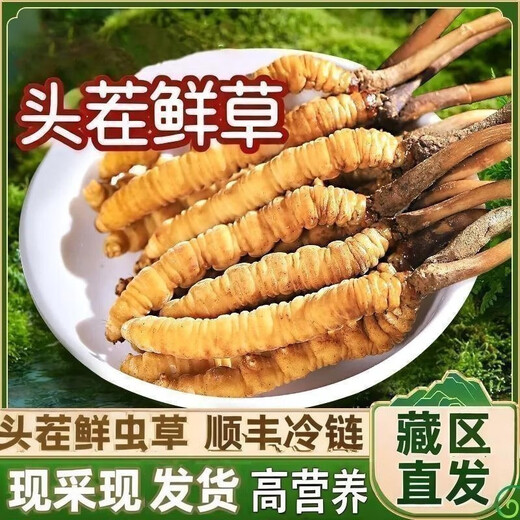 Fresh Cordyceps sinensis first stubble fresh grass genuine large size 2025 head fresh grass SF Express cold chain origin directly shipped Tibet fresh Cordyceps 0.6-0.7 grams each pack of 100 pieces
