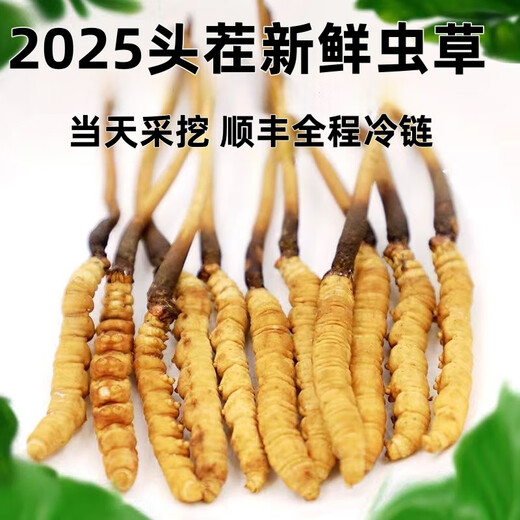 2025 frischer Cordyceps Kopfperiode Authentische frische Cordyceps -Auswahl an frischem Gras und Gras SF Express Kaltkette Produktion Direktes Haar. Jeder tibetische frische Cordyceps ist 1,6-1,8 Gramm und 10 Stücke 10 Stücke