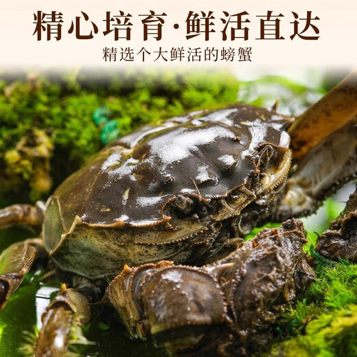 
[Living Crab] Suzhou hairy crab fresh live aquatic crab gift box male 4.0 two female 3.0 two male crab 4.0 female crab 3.0 5 to 10