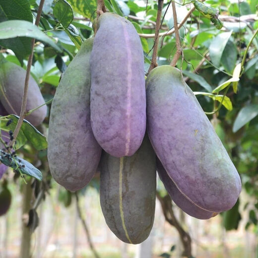 New August melon of the year, August fried in four seasons, seedless August melon seeds, August fried in the courtyard, selected fine varieties, best selling #1, about 25 pieces