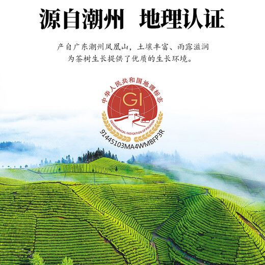 茶峰茗正宗鸭屎香单丛茶潮州高山凤凰单枞茶叶乌龙茶老枞韵味银花香500g 【品质春茶】浓香鸭屎香 500g*1袋