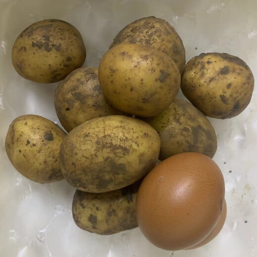 Jingdida Shandong small potatoes net weight 9Jin Jin is equal to 0.5kg, single fruit is more than 100g, fresh vegetables, potatoes, straight from the source