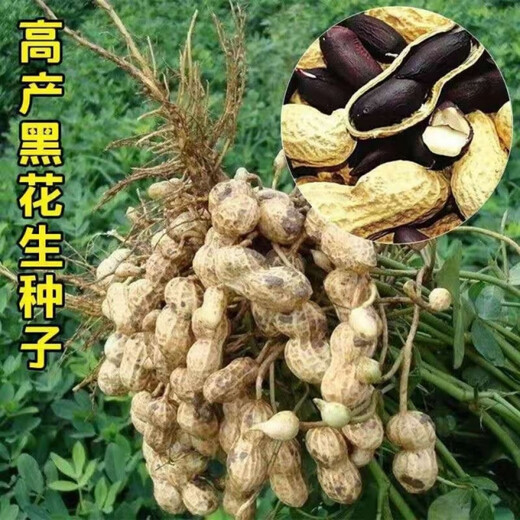 Black peanut seeds, sown in spring and summer, purple and black peanut seeds, black seed peanuts, original peanuts for field use, net weight in shell, Jin Jin equals 0.5 kilograms, 1000 grams