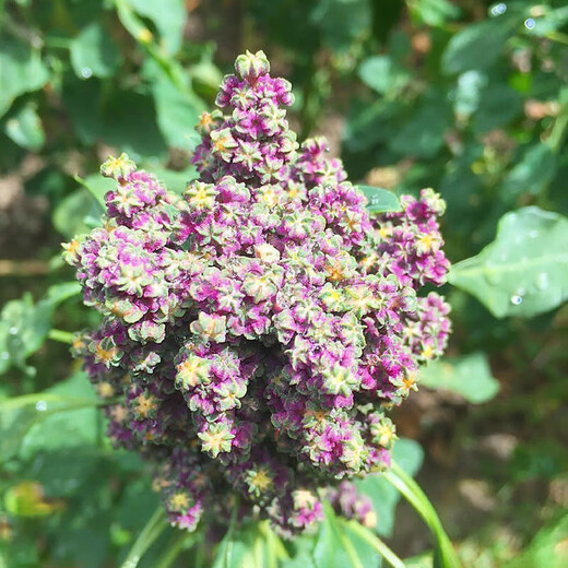 Xinyi black quinoa seeds are early-maturing and high-yielding in the field for easy-to-live quinoa seeds and grain seeds. Black quinoa seeds are half Jin Jin equal to 0.5 kg.