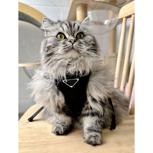 OTHER trendy brand ins dog collar chest strap dog neck ring vest small dog and cat traction leash to prevent breaking out and going out. traction bag 12595cm L: bust circumference 4047cm recommended 1012Jin [Jin equals 0.5 kg]