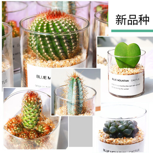 Succulent plant cactus potted indoor succulent cactus small potted flowering cute desktop green plant yellow hairy cactus + glass pot + gold sand + nutrient soil with pot