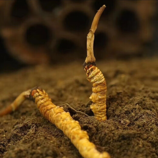 新鲜冬虫夏草2025年头期虫草正品领导高海拔送礼正宗鲜虫草过节 0.6-0.7克/根  100根鲜虫草