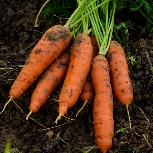 Jingxiansheng Shandong fresh carrots with mud, net weight 3Jin Jin is equal to 0.5kg, single fruit 150g+, straight from the source