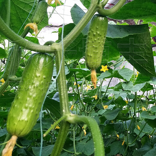 Mini fruit cucumber seeds, heat-resistant and high-yield, spring and summer small cucumber seeds, four-season balcony potted vegetable seeds, 18 large cucumber seedlings