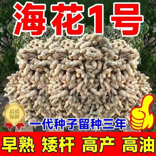 Семена арахиса с тонкой кожицей и крупными оригинальными семенами можно сохранить. Ультракарликовые, раннеспелые новые семена, дающие больше масла, и семена для домашнего садоводства. Недавно разработанные семена арахиса Хайхуа № 1 можно сажать по всей стране - высокая устойчивость к болезням + вес нетто 5.