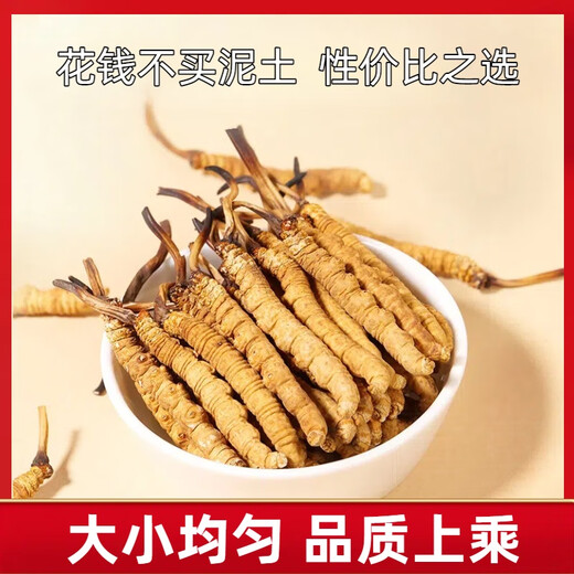 La nueva caja de regalo de Cordyceps seca Cordyceps seca de Kangsil para dar regalos para nutrir y nutrir la calidad de selección de Cordyceps para los ancianos Tíbet Nagqu Cordyceps de aproximadamente 2 piezas/gramos de 100 piezas (caja de regalo)