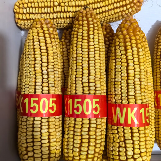 Fengle WK1505 corn seed test weight, high plant height, short ear position, low