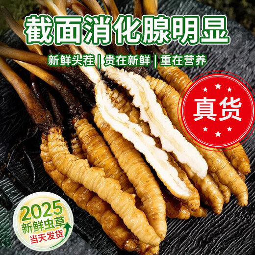 618超级彩蛋新鲜冬虫夏草2025年头期虫草正品领导高海拔送礼正宗鲜虫草过节 1.0-1.2克/根   100根鲜虫草