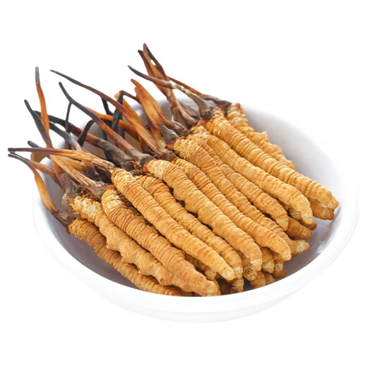 Cordyceps sinensis productos secos auténticos cordyceps sinensis caja de regalo Cordyceps sinensis wang xiong fengdao nutriente y salud Cordyceps sinensis tres gramos 50 raíces [caja]