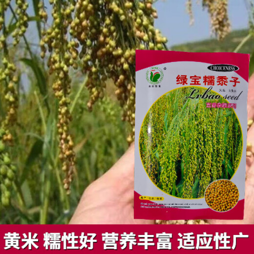 Семена желтого проса, семена желтого риса крупные, семена желтого риса, метлы, семена проса, очищенные зерна клейкого риса, рисовые клецки, семена клейкого проса Lvbao, оригинал 50г, 1 пакетик