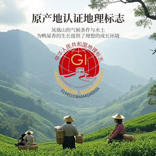 Zhongling Chaozhou Phoenix Danzhu First-level Duck Shit Fragrance Oolong Spring Tea Taste Two Small Pots Trial About 16g