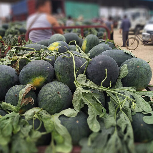 Shouhe Black Beauty Black Skin Watermelon Seeds Extra Sweet Early Maturing Extra Large Melon Seeds Shouguang Vegetables and Fruits Winter and Spring Watermelon Seeds Shouhe Big Fruit Black Beauty Seeds 20 capsules (original)