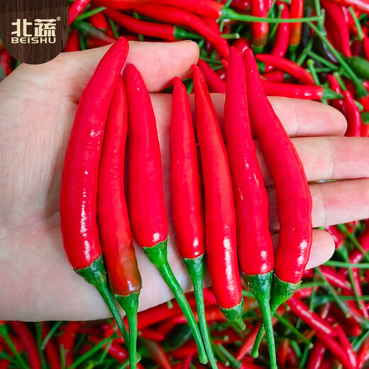 Beishu Chaotian pepper seeds super spicy millet pepper four-season vegetable seeds Saranna Chaotian pepper seeds 100 capsules