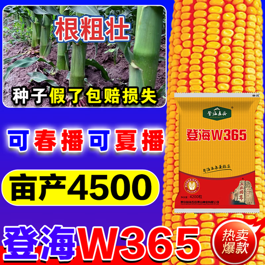 Высокоурожайные семена кукурузы Zhuanghan Denghai W365, короткий стебель, устойчивость к полеганию, одобренные на национальном уровне двойные двойники, новый засухоустойчивый сорт, Баоми, Denghai Free Chemical Control King, 4100 капсул