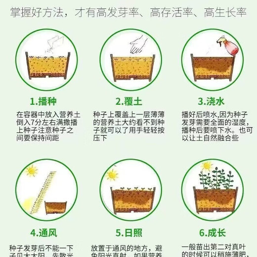 Four Seasons Small Parsley Large Leaf Vegetable Seed Seedlings for Balcony Indoor Potted Vegetable Seedling Planting Tender and Crispy Small Parsley Approximately 1000 pieces Brand Original Color Pack