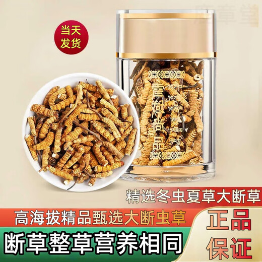 Véritable cordyceps cordyceps sinensis grande herbe brisée haute altitude brisée cordyceps 2025 Premier chaume nouveau auto-usure grande cordyceps cassé naqu high altitude cassée cordyceps 10g pack