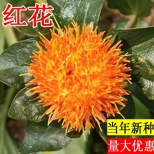 Xiaochunfeng Chinese herbal medicine safflower seeds saffron seeds Xinjiang grass saffron seeds genuine pure new field planting seeds safflower seeds 5Jin Jin equal to 0.5 kg