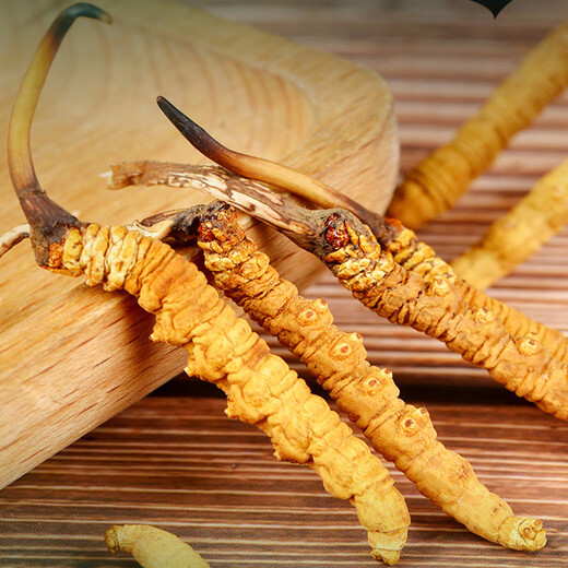 Tibetan Authentic Tibetan High-altitude Cordyceps Gift Box tonic for the first stage of the Cordyceps gift for elders and parents [Economic and self-use] 5 sticks/g-10 grams-50 sticks [Special discount]