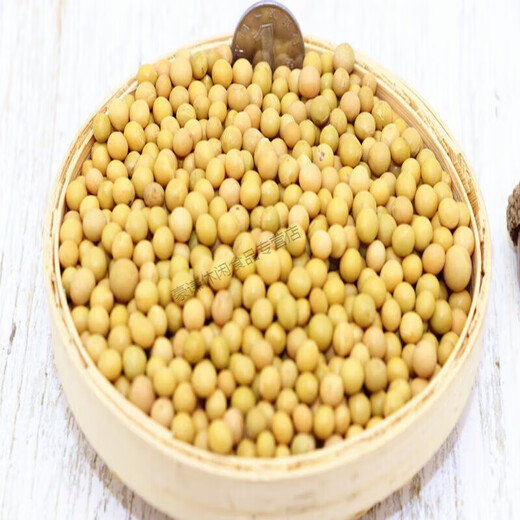 东北新货黄豆芽专用690极小粒黄豆纳豆小黄金豆 1斤装