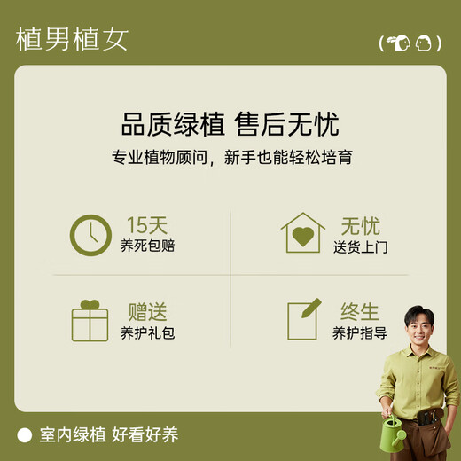 Plant men and women, small hope bodhi tree, indoor Zen money tree bonsai, office desktop green plant, straight hair from the source