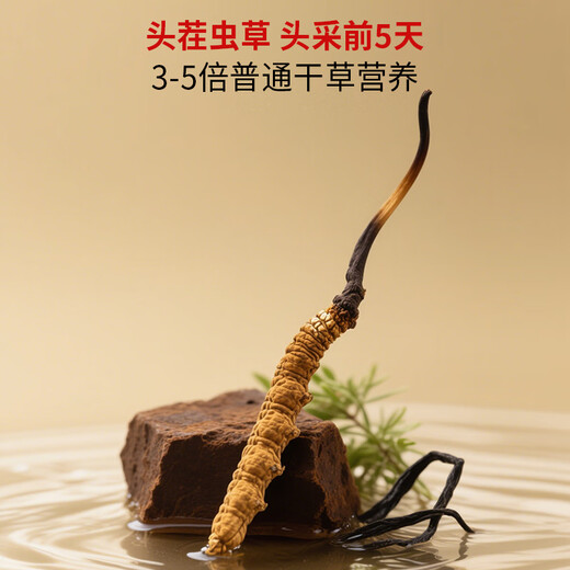 
Huangjia Excellent Cordyceps 3-4 roots/1g 1g Pack Selected High Altitude High Quality Level Holiday Gift