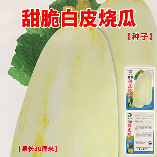 Sweet and crispy white-skinned roasted melon seeds, melon seeds, old-fashioned roasted melons, old-fashioned tipped melons, Shandong large white melon seeds, sweet and crispy white-skinned roasted melon seeds, the peel is yellow and white, original 1 pack, about 80 capsules + fertilizer