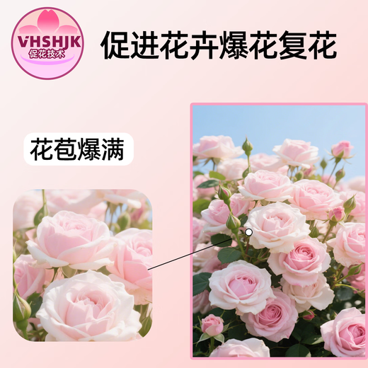 Fragrant and elegant, full of roots, salt-reducing rooting agent, acid adjustment, flower and green plant potted agricultural use, 2 bottles, affordable package, can be mixed with 1000 Jin Jin equal to 0.5 kg of water