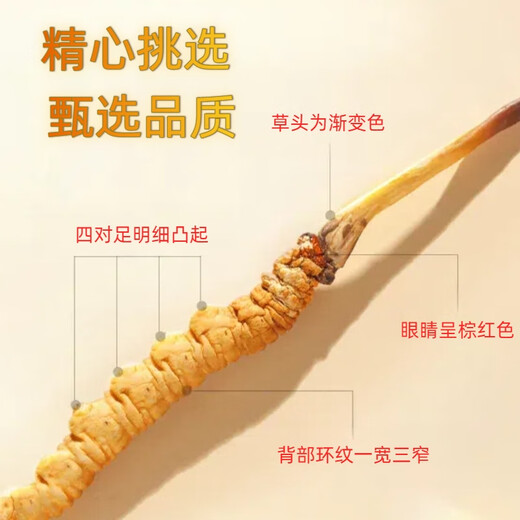 Cordyceps 50 coffre-cadeaux avec de grandes spécifications Cordyceps Hay Généralités de qualité Nourishing Gift 2025 New Cordyceps 50 Boîtes-cadeaux (Spécifications 3 bâtons par gramme)