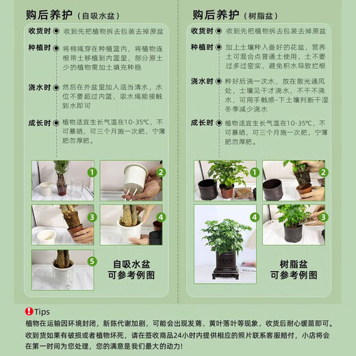 Pothos potted plants absorb formaldehyde and purify the air, hydroponic green plants, easy-to-grow flowers for lazy people, moving gifts. Best selling 5 pots. Pothos + white pumpkin pots self-absorb water. The overall pot height is 20-25cm.