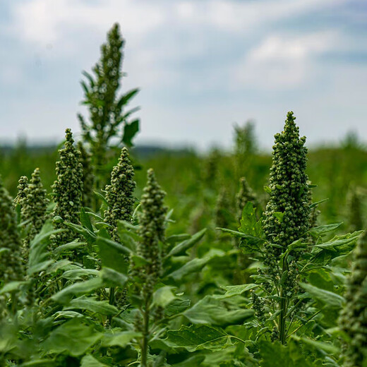 Xinyi black quinoa seeds are early-maturing and high-yielding in the field for easy-to-live quinoa seeds and grain seeds. Black quinoa seeds are half Jin Jin equal to 0.5 kg.