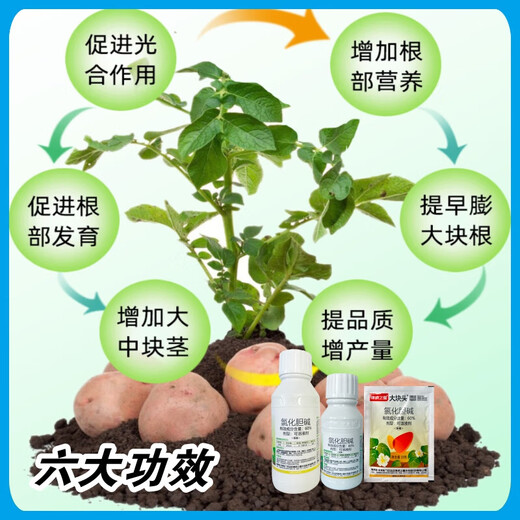 Choline chloride, garlic, ginger, onion, sweet potato, potato, peanut, medicinal underground rhizome expansion hormone regulator 100g1 bottle (100g/bottle)