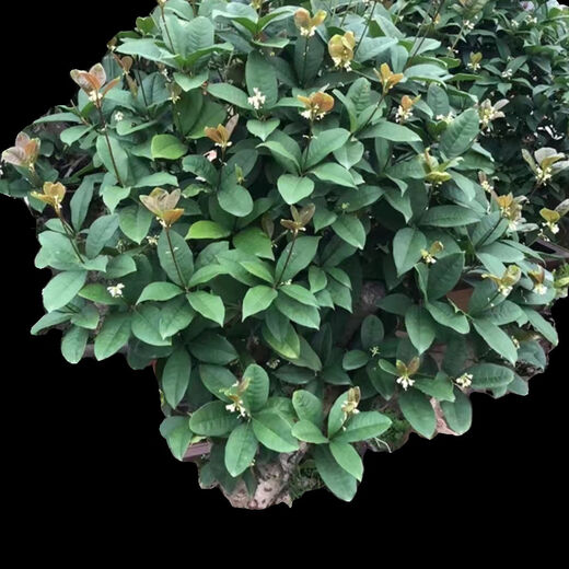 Las plántulas de Osmanthus, todas las estaciones, la fragancia de Osmanthus, las flores frescas se pueden comer, el período de floración es de aproximadamente 200 días, plantación fácil de interior y exterior, Sigui 854